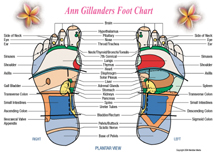 Ann Gillanders Reflexology Foot Chart