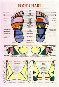 Reflexology Foot Chart